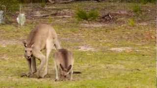 Eastern Grey Kangaroos Macropus giganteus in Girraween National Park 1 [upl. by Shipley]