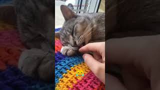 Funny Cat 🐱 Cats Being Cats 🥰 mewmew Part 1130 [upl. by Clance]