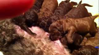 Nestje 2013  Week 2 video 2  Freonskip Australian Labradoodles [upl. by Onfroi]