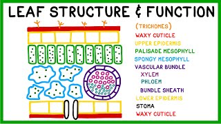 Leaf Structure and Function [upl. by Libna]