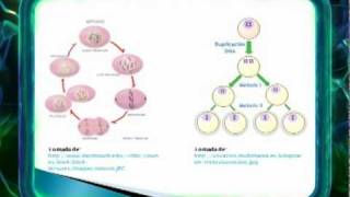 ELPREICFES  Biología 4 Mitosis y meiosiswmv [upl. by Lowery]