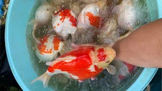 Big Best quality Oranda and Ryukin Goldfish [upl. by Merv333]