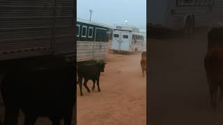 Round em up horse rodeo cow cattle tollesonmack [upl. by Nennek]