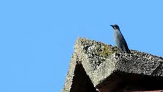 Passero solitario  Monticola solitarius Linnaeus 1758 [upl. by Sutton]