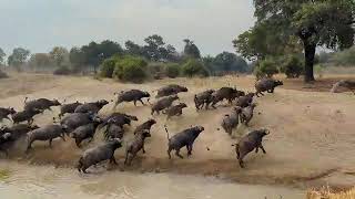 Lion Chases Buffalo at Mwamba’s Last Waterhole Hide [upl. by Elac433]