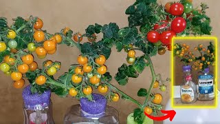 Growing Hydroponics Dwarf Tomatoes Using Recycled Plastic Bottles Kratky Method  How To Grow Tomato [upl. by Gere]