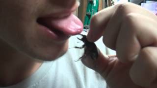 Stag beetle bites Evans tongue [upl. by Atener264]