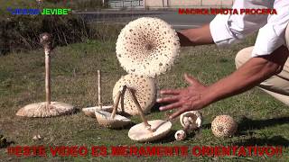 LEPIOTA PROCERA COMESTIBLE 4K [upl. by Idonah]