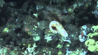 Blotched Snailfish in Zhemchug Canyon [upl. by Reinar68]