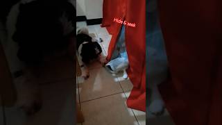 Adorable shih tzu playing hide amp seek dog puppy cute shihtzu love doglover play funny short [upl. by Gurolinick]