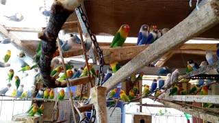 Agapornis aviarylovebird koloni my home [upl. by Llenahc]