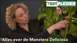 Alles over de Monstera Deliciosa  Gatenplant  TUINPLEZIER [upl. by Seerdi]