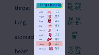 تعلم اللغة الصينيه 🇨🇳 أعضاء الجسم باللغة الصينية اللغةالصينية learnchinese learn [upl. by Eissehc]