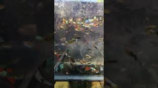 Guppys fish 🐠 💕 to order 9080192590guppy guppyfish bettafish [upl. by Zeta]