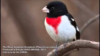 The Rose breasted Grosbeak SINGING Pheucticus ludovicianus [upl. by Japheth]