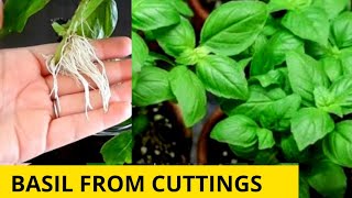 Grow basil from cuttings🌿 How to grow Basil At Home [upl. by Chilson]