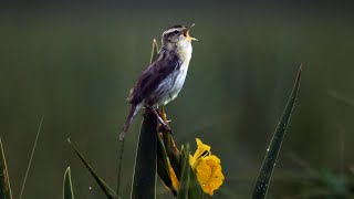 Aquatic warbler in the wild  Film Studio Aves [upl. by Zeitler]