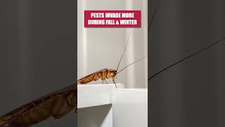 Quick Guide to Getting Rid of Roaches this Fall [upl. by Bijan668]