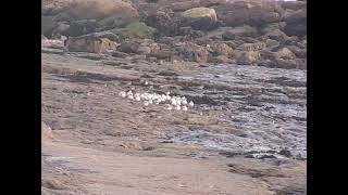 Birds rest out the stormy seas Oystercatchers purple sandpipers shorebirds [upl. by Maude]