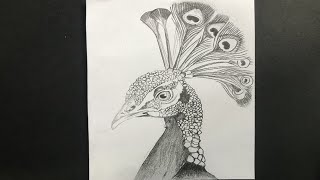 How to Draw Beautiful Peacock  Easy Peacock Drawing [upl. by Atis943]