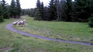 Thai RidgebackDoberman dog vs Sheeps [upl. by Aillicsirp]