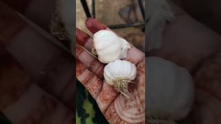 Garlic 🌱gardening 💕nature ytshorts garlic germination vegetables [upl. by Llerref365]