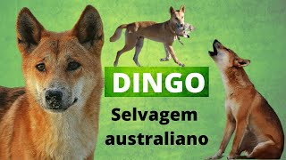 DINGO  O CÃO SELVAGEM DA AUSTRÁLIA ELE É UM LOBO QUE ANIMAL É ESSE [upl. by Materi856]