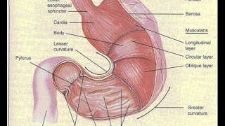 STOMACH PEPTIC ULCER पेट पेप्टिक अल्सर پیٹ، پیپٹیک السر INFECTION CONTROL ICSP URDU HINDI 1 [upl. by Nomaid]