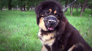 Rubber Covered Wire Dog Muzzle worn by Malinois Mastiff Tervuren and Central Asian Shepherd [upl. by Karen]