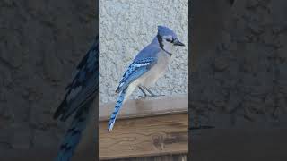 My blue jay companion is persistent short bluejay birdwatching [upl. by Roby14]