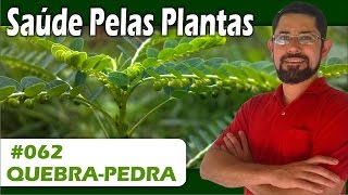 Saúde Pelas Plantas  Quebra pedra Pedra nos rins gordura no fígado câncer diabetes [upl. by Lise]