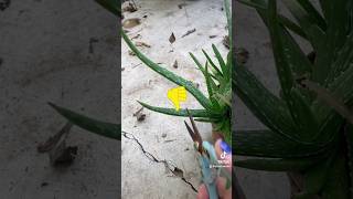 Aloe plant propagation aloe succulents plants [upl. by Esereht194]