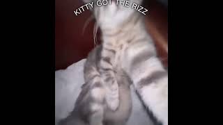 YO YOU THINK KITTY GOT THE RIZZ 🥵 🔥 [upl. by Sudnak349]