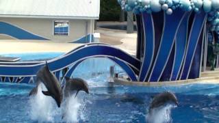 Seaworld Blue Horizons  Dolphin show HQ HD edited [upl. by Allenrac]