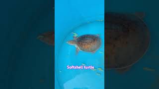 Maa tabelu turtle softshellturtle nature yt ytshorts ytshortsindia youtubeshorts [upl. by Ardnekahs]