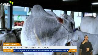 Começa em Uberaba a maior feira de gado zebu do mundo [upl. by Ande]