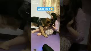 This dog behavior like humanfunny youtubeshorts funnyanimalsfunnyanimal [upl. by Cirtap]