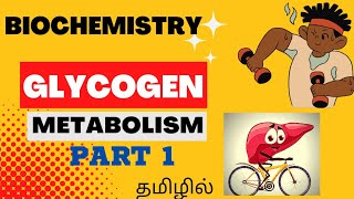 Biochemistry  GLYCOGEN METABOLISM Part 1 Glycogenesis  Glycogenolysis  Regulation  Tamil [upl. by Reich]