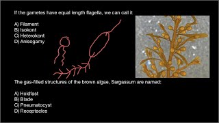 Isokont  Heterocont  Pmeumatocyst [upl. by Idihsar]