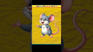 Mouse And Rat Are Not Same 🤫 shorts ytshort facts [upl. by Gery]