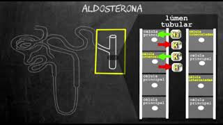 aldosterona  secrecao de ions hidrogenio [upl. by Trebornhoj]