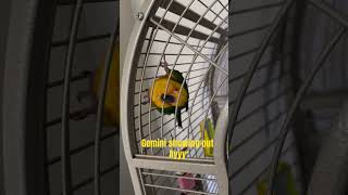 Shake sum for em Gemini 🤣🦜 conure birds prettybird gemini funnyvideo2023 [upl. by Eugenius]