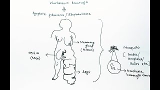 Wuchereria bancrofti Lifecycle English  Wuchereria bancrofti Lymphatic Filariasis Elephantiasis [upl. by Nirrat]