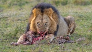 Meet Dangerous Animal quotBarbary Lion quotMost Powerful Lion in World 🌎 انتہائی خطرناک شیر [upl. by Ahseirej604]