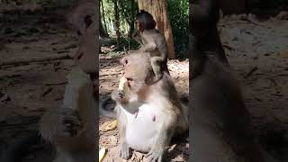 Wildlife monkey in Amber troop AFO232 animalfarmofficial animals monkeyvideos [upl. by Ytsirhc629]