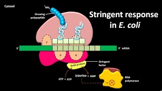 Stringent response in E coli [upl. by Neale]