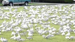 Snow geese invades Richmond BC Canada [upl. by Nosreh319]