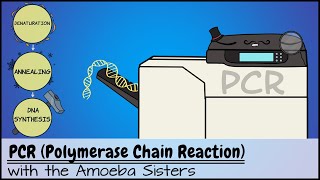 PCR Polymerase Chain Reaction [upl. by Oz82]