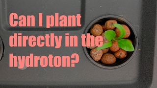 Kratky Spinach—planting directly in the hydroton Part 2 [upl. by Fowle851]