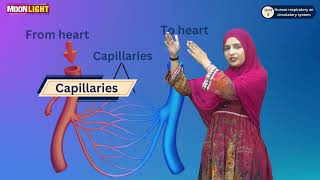 5Arteries amp Veins and Capillaries Science Grade 7 Unit 2 [upl. by Bendicty]